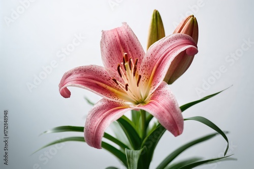 Photography of a Pink Lily Bloom with a Floral Background in Spring