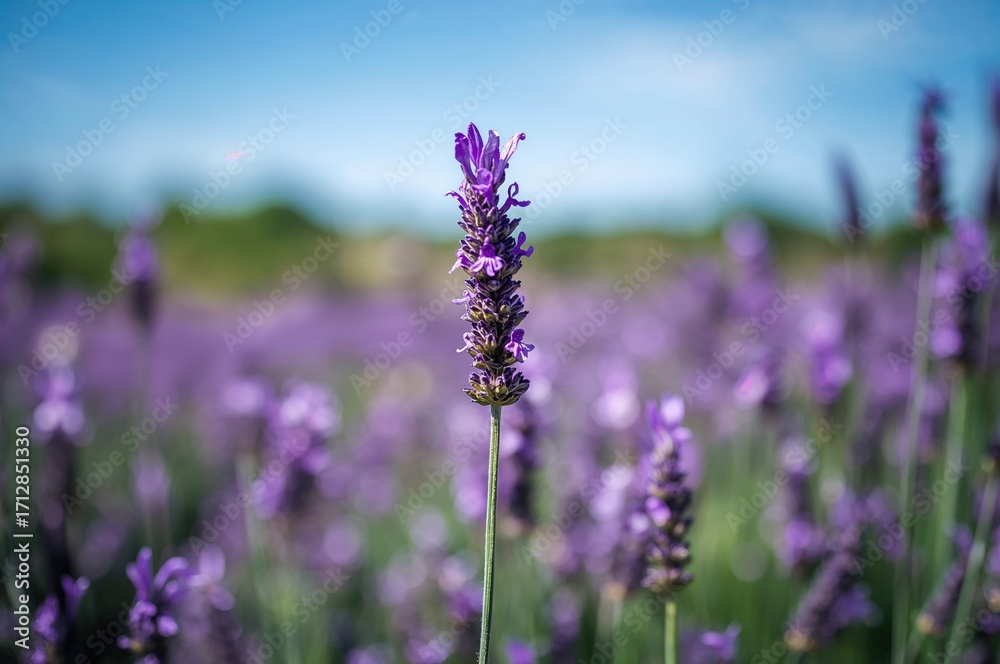 Fototapeta premium A meadow filled with blooming purple lavender plants