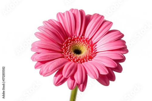 Isolated pink gerbera flower on a white background
