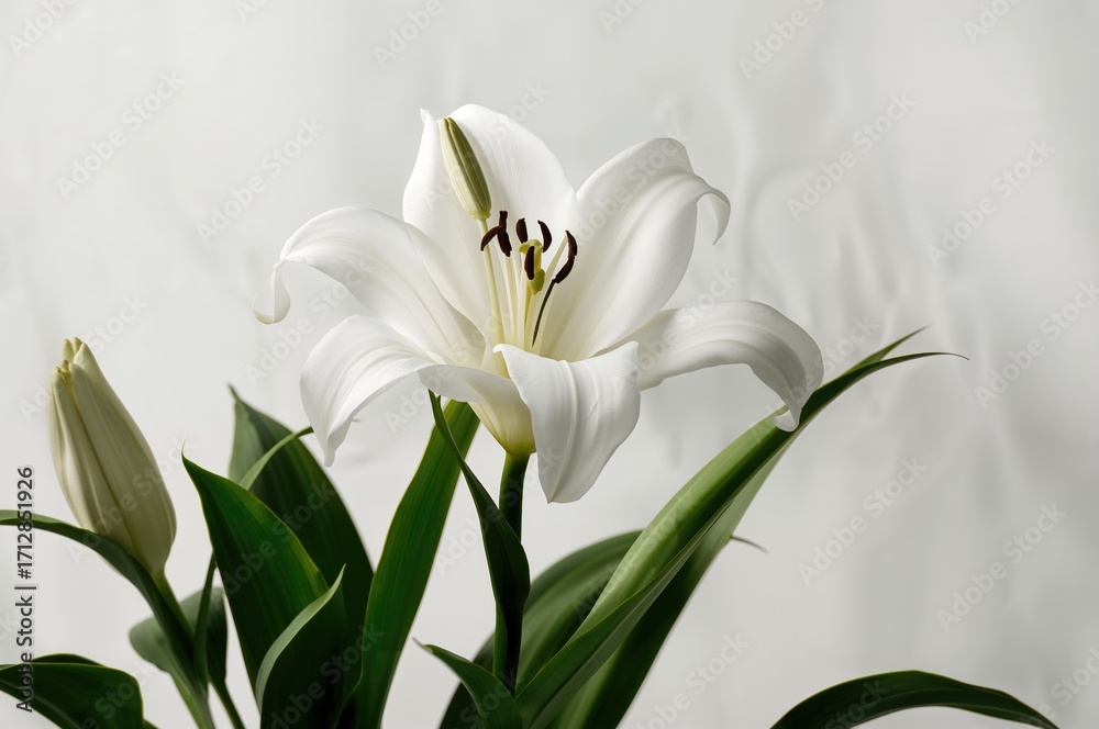 Obraz premium Peruvian lily shown with ample breathing room