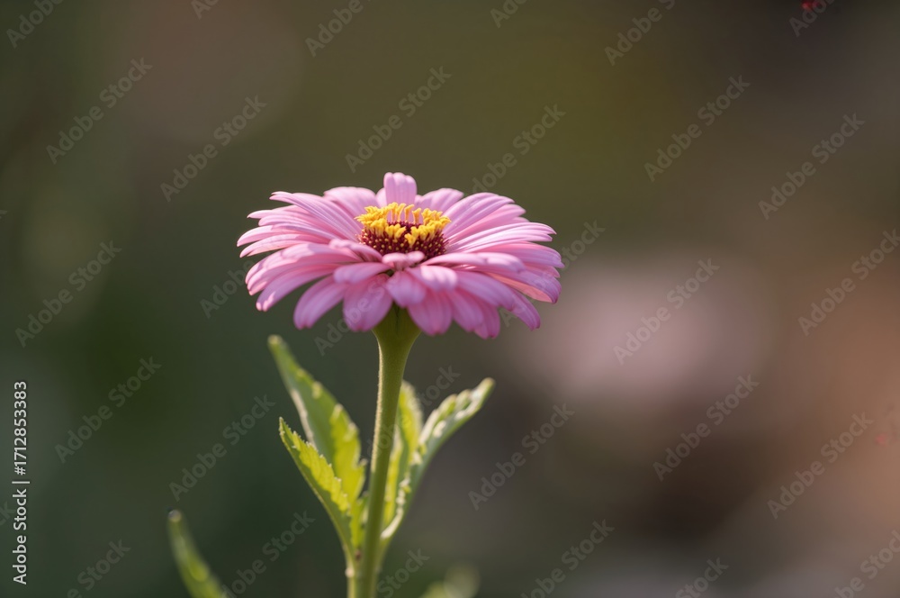 Fototapeta premium Summer blooms of the purple prince pink Zinnia elegans