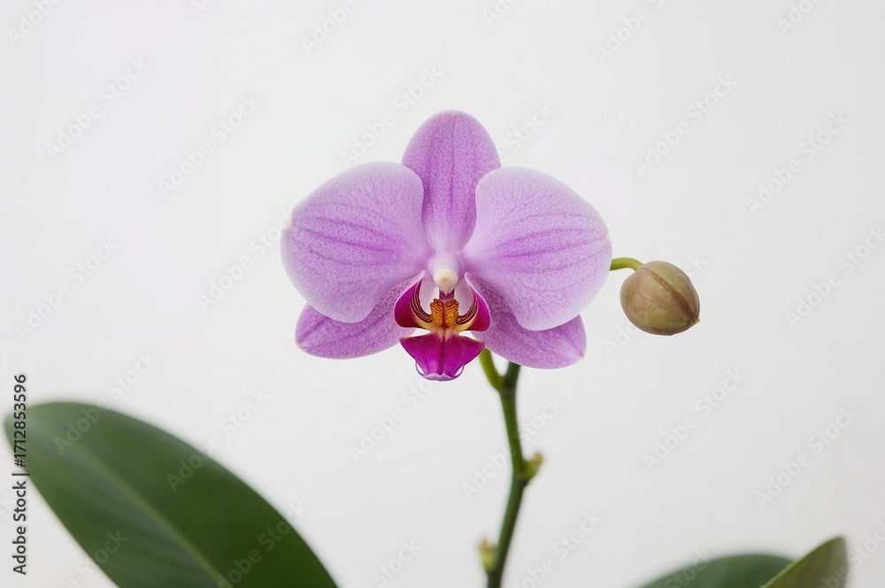 Obraz premium Lavender blossom on a plain white background