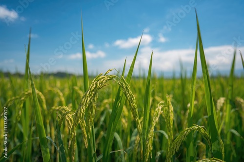 Sunlit rice field during daytime