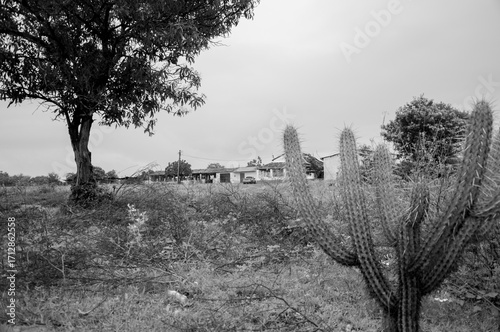 Sertão