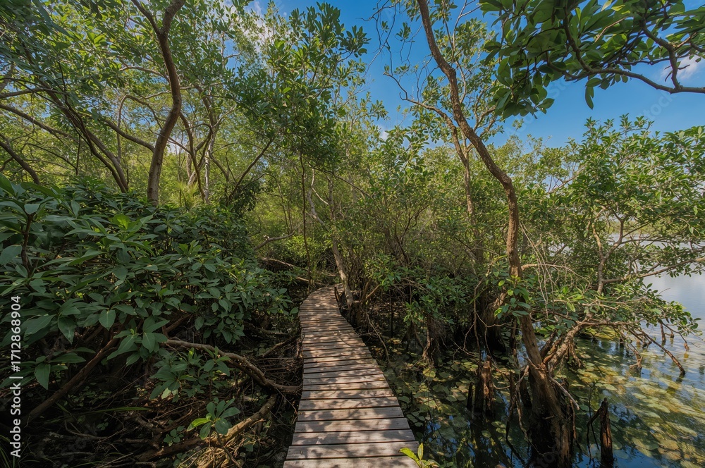 Obraz premium Mangrove ecosystem featuring extensive woodlands and a pathway for nature learning. Focus on conservation, ecology, and environmental awareness.