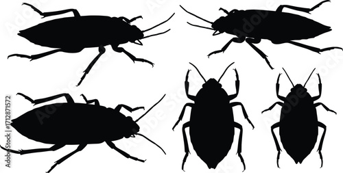 Black Silhouettes of Cockroaches in a Graphic Illustration, Natural Environment, Artistic Viewpoint for Educational and Scientific Purposes