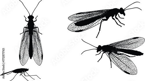 Insect Identification, Black Silhouettes, Graphic Illustration, Nature, Artistic Layout, Close-up View, Vector Imagery of Various Insects