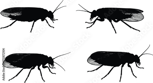 Insect Vector Silhouettes, Graphic Design, Nature, Illustration, Black Background, Artistic Viewpoint, Focusing on Insects and Their Representation