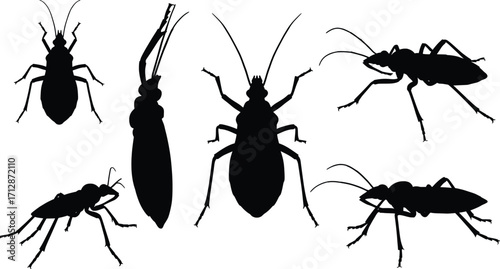 A Comprehensive Study of Silhouetted Insects in a Graphic Illustration Setting with High Contrast Design Elements