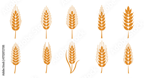 Collection of golden wheat stalks isolated on a plain white background