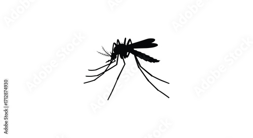 Detailed silhouette of a mosquito showing its delicate wings and legs