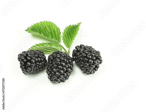 Photography Three large, ripe blackberries on a white background, close-up