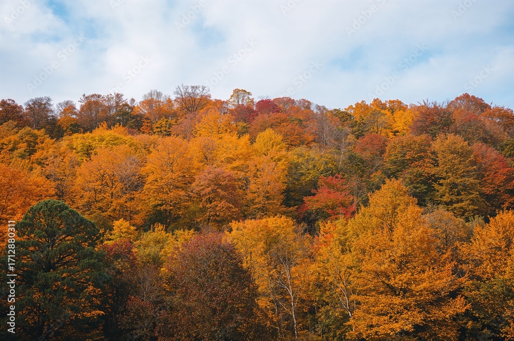 Fototapeta premium Scenic fall vista with golden leaves and vibrant red foliage in a peaceful forest setting under a heart-shaped sunlit sky.