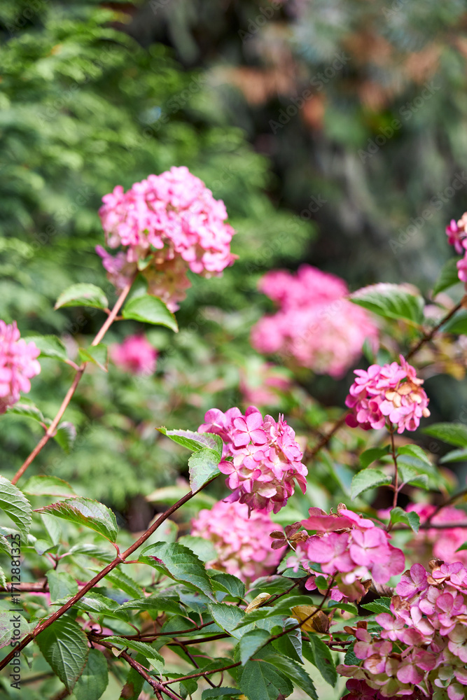 Beautiful pink hydrangea flowers in full bloom in a summer garden. Vibrant floral background with lush green leaves, natural beauty, seasonal blossom, and ornamental plant closeup for botanical design Beautiful pink hydrangea flowers in full bloom in a summer garden. Vibrant floral background with lush green leaves, natural beauty, seasonal blossom, and ornamental plant closeup for botanical design