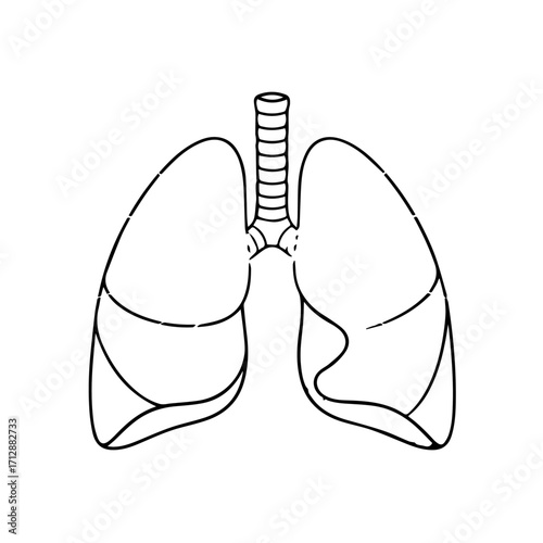 Simple Black and White Line Drawing of Human Respiratory System Lungs.
