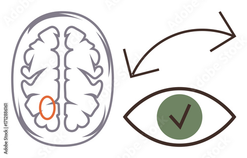 Diagram of a human brain and an eye linked with arrows, highlighting the brains visual processing region. Ideal for neuroscience, vision, perception, cognition, health, learning, simple flat metaphor