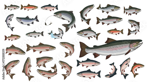 Vector illustration set of salmon and trout fish in different poses, swimming, jumping, realistic freshwater species collection.