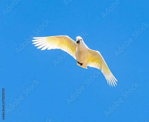 Flying cockatoo