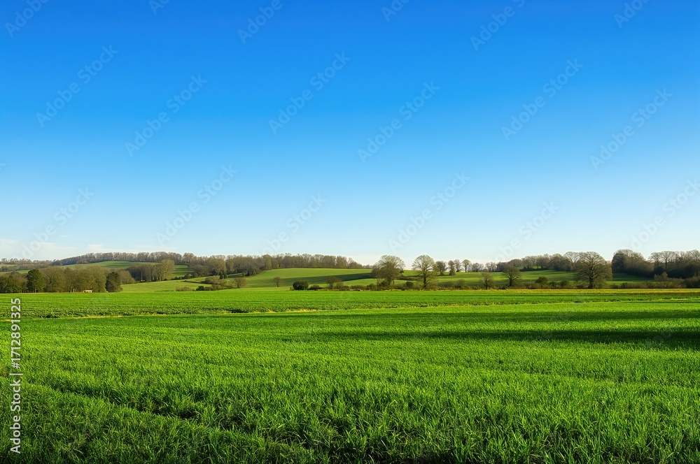 Fototapeta premium A lush green expanse extends to the skyline, sprinkled with trees and soft rolling hills beneath a clear azure sky, embodying peacefulness and nature's charm at dawn.