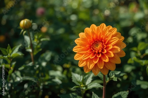 Bright orange dahlia blooming outdoors