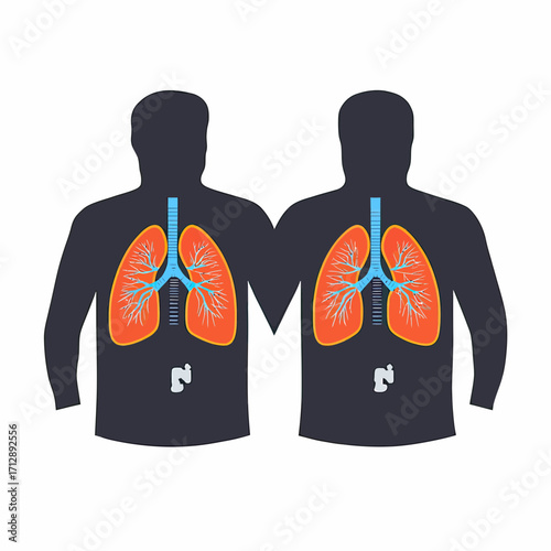 Human respiratory system anatomy with detailed lungs and trachea illustration in flat vector style showing respiratory tract in silhouette body shapes for medical education and health concepts