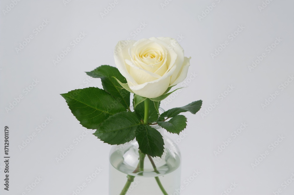 Fototapeta premium Glass Vase Holding a White Rose Against a Plain White Backdrop