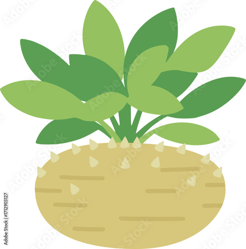 Small Flattened Pachypodium Illustration – Caudex Succulent Plant Vector