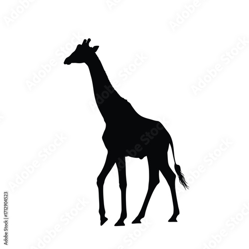 A striking black giraffe form against a white background silhouette
