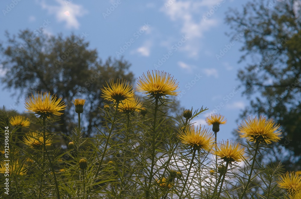 Obraz premium Bright yellow blossoms shine in daylight