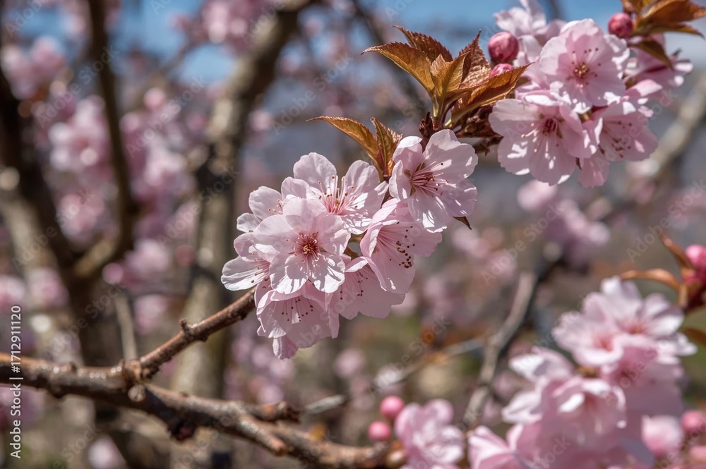 Naklejka premium Springtime Blossoms of the Wild Mountain Cherry