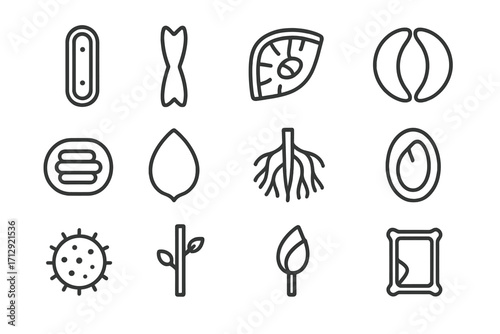 Tube embryo plant icon stem seed vector root wall icons grain anatomy