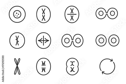 Icon cells plate vector telophase phases prophase division icons meiosis cell anaphase