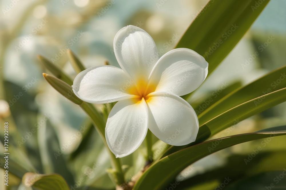 Fototapeta premium Ivory-colored frangipani blossom