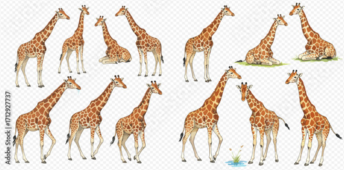 A collection of realistic giraffe illustrations showing the animals in various natural poses like standing, walking, and sitting.