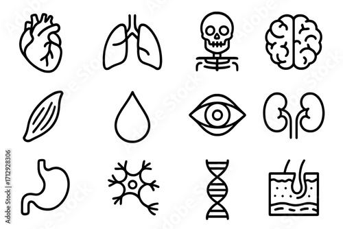 Stomach icon heart biology lungs human skeleton kidney vector blood eye icons