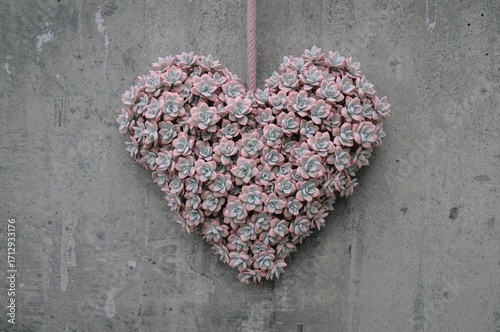 Colorful Heart-Shaped Succulent Against a Grey Wall