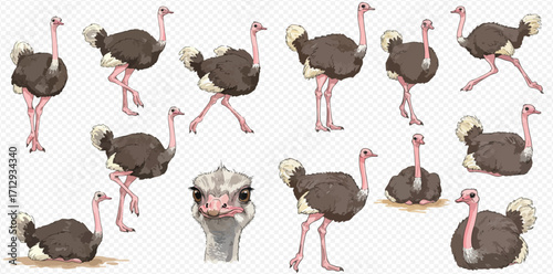 A collection of illustrated ostriches in various dynamic poses, including standing, running, sitting, and a detailed head portrait on a transparent background.