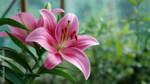 Bright pink lily blooms in a serene greenhouse filled with lush greenery during late afternoon light