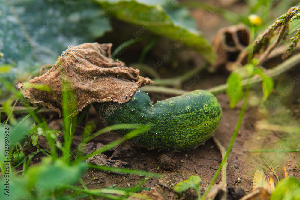 Obraz premium Close-up of cucumber growing in a field