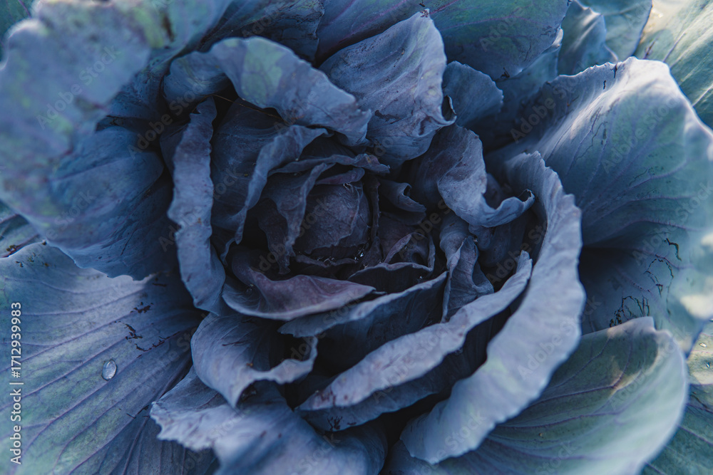Obraz premium Close-up of ripe cabbage growing in a field