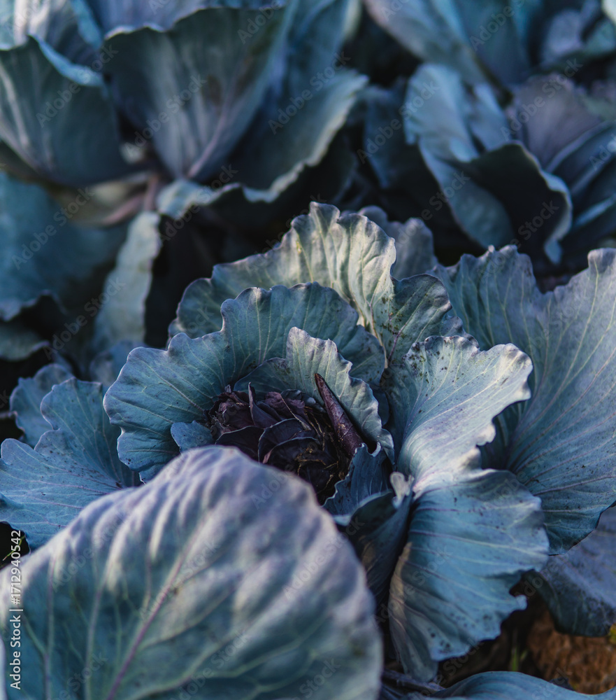 Obraz premium Close-up of ripe cabbage growing in a field