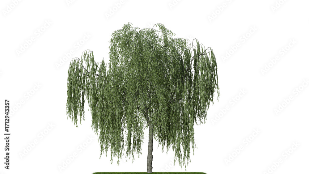Naklejka premium A weeping willow tree on a white background