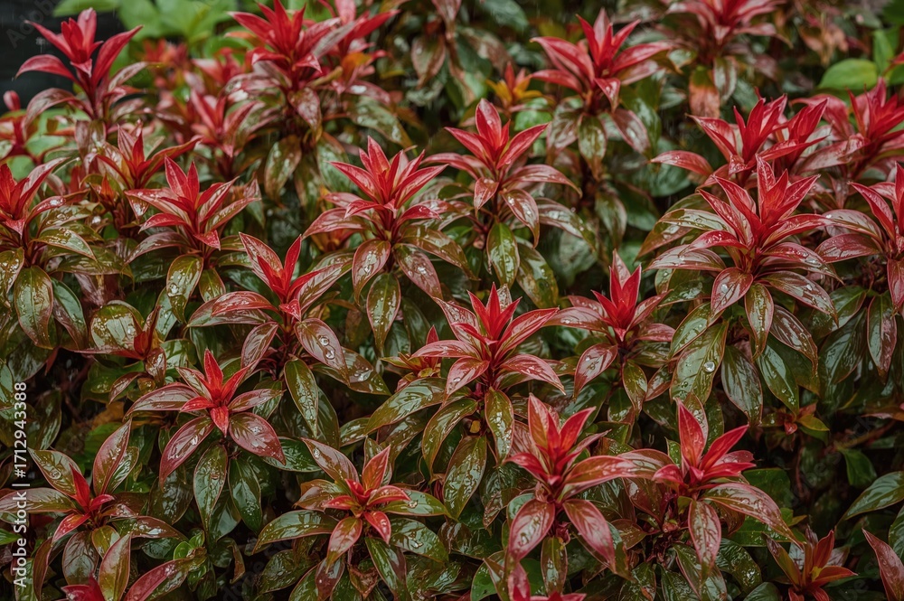 Fototapeta premium Red shoot leaves with raindrops among green foliage captured post-rain