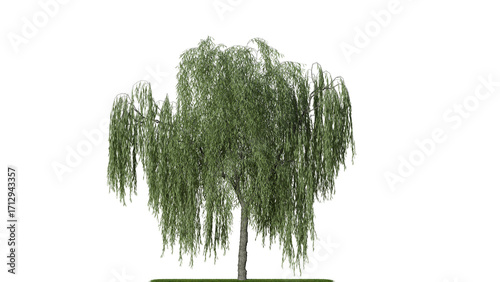 A weeping willow tree on a white background