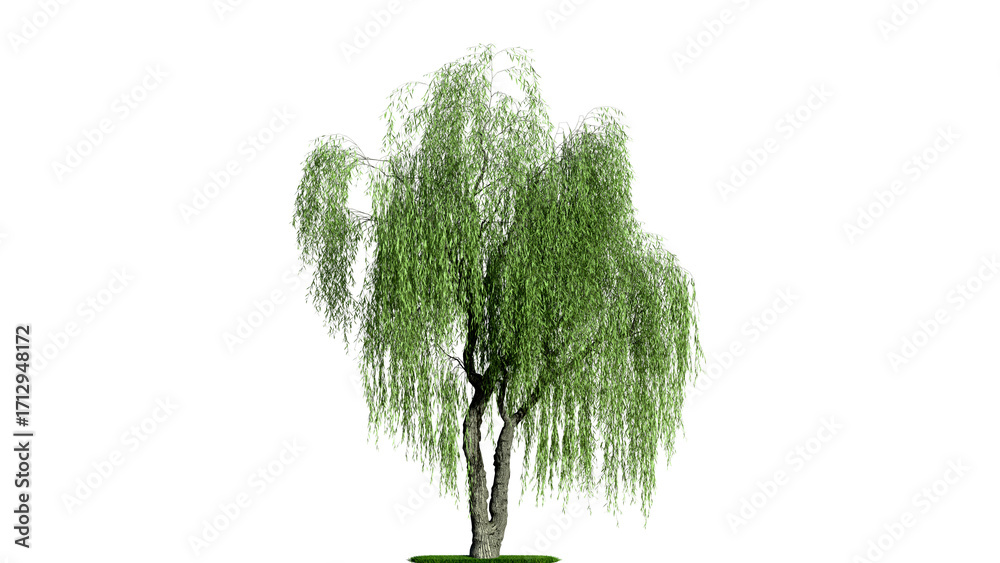 Naklejka premium A weeping willow tree on a white background