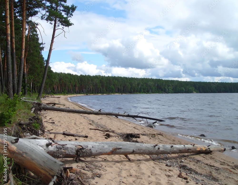 Fototapeta premium Sandy beach with driftwood, pine forest, lake and sky