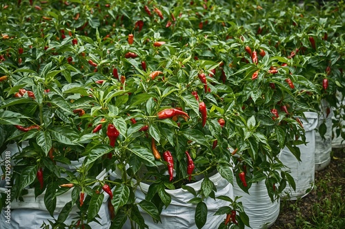 Colorful chili pepper plant...