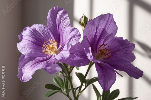 Elegant purple blossoms sym...