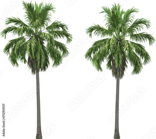 PrintBeautiful tropical palm tree illustration with lush green leaves, tall trunk, exotic jungle plant design, summer beach botanical vector isolated background
