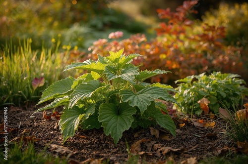 Green burdock plant thrivin...